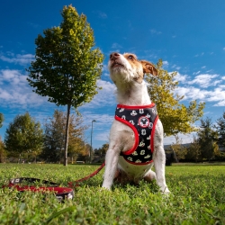 ARNÉS PARA PERROS S/M MICKEY