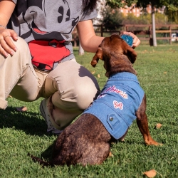 CHAQUETA VAQUERA PARA PERROS M MINNIE