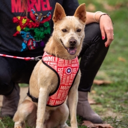 ARNÉS PARA PERROS S/M MARVEL