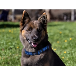 Deportivo de la Coruña Collar para Perro Talla S